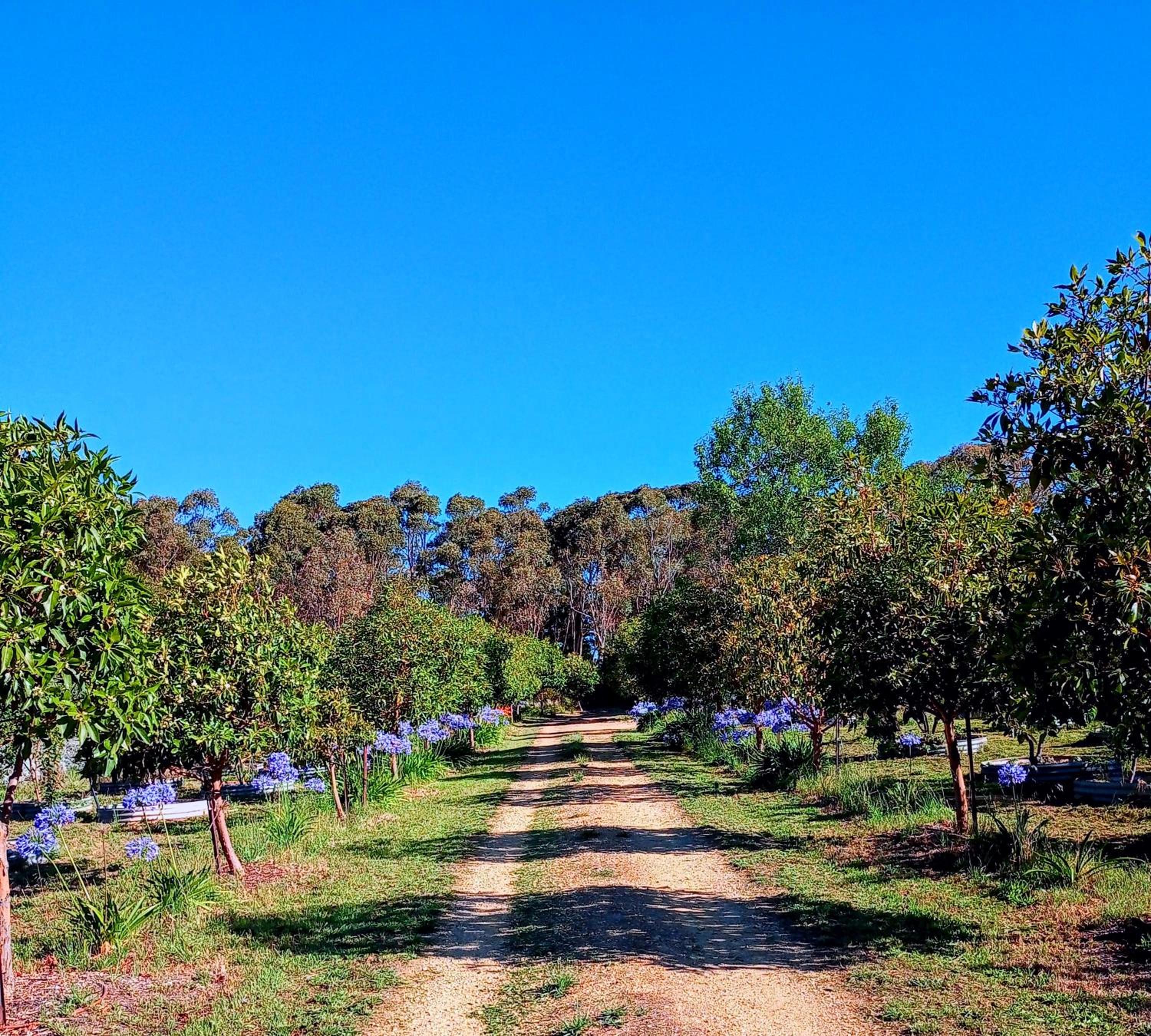 Accessible, Inclusive studio, Barossa Valley SA - It's Bonza at Mill About Vineyard