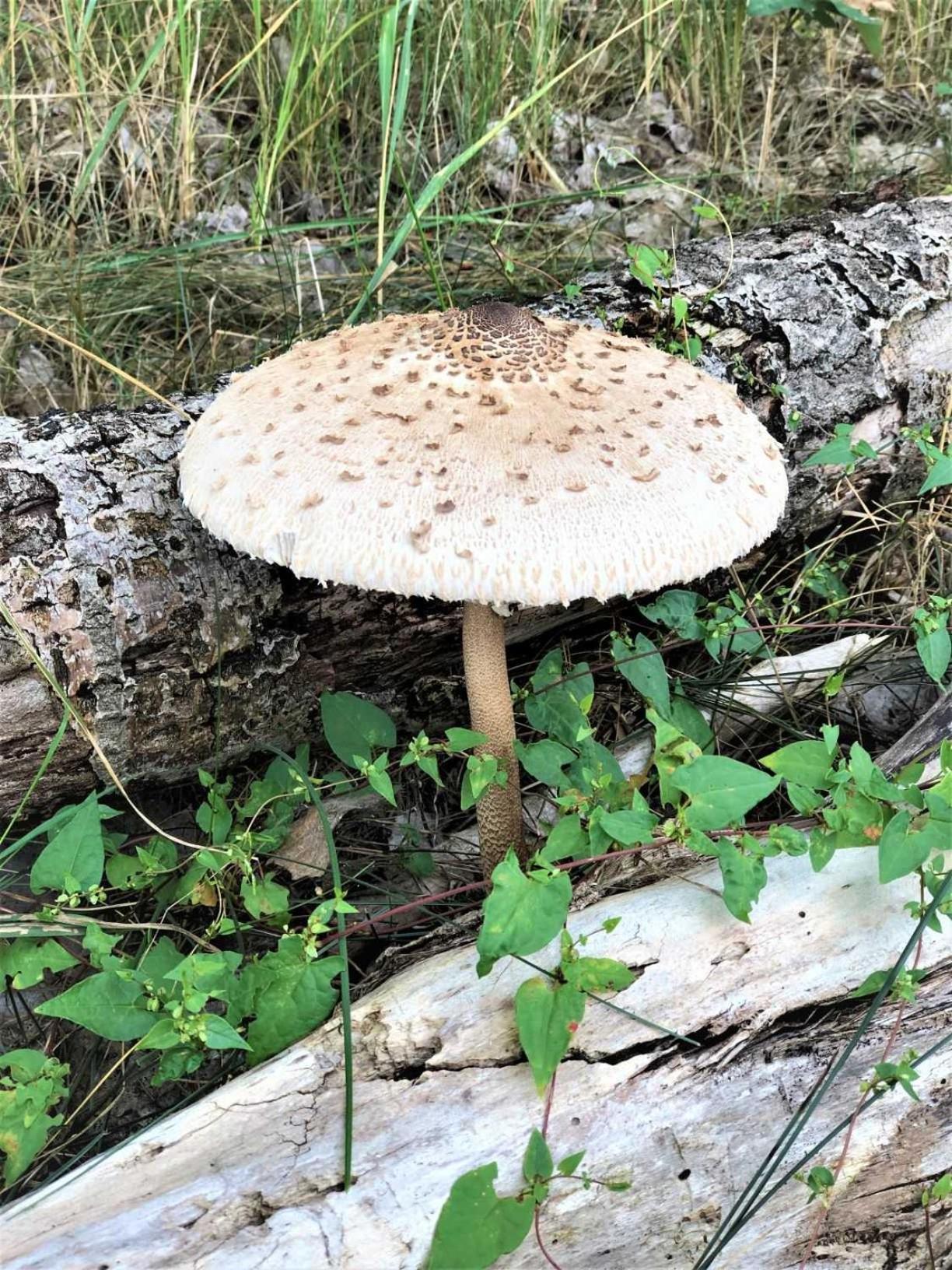Pommernhof am Stettiner Haff