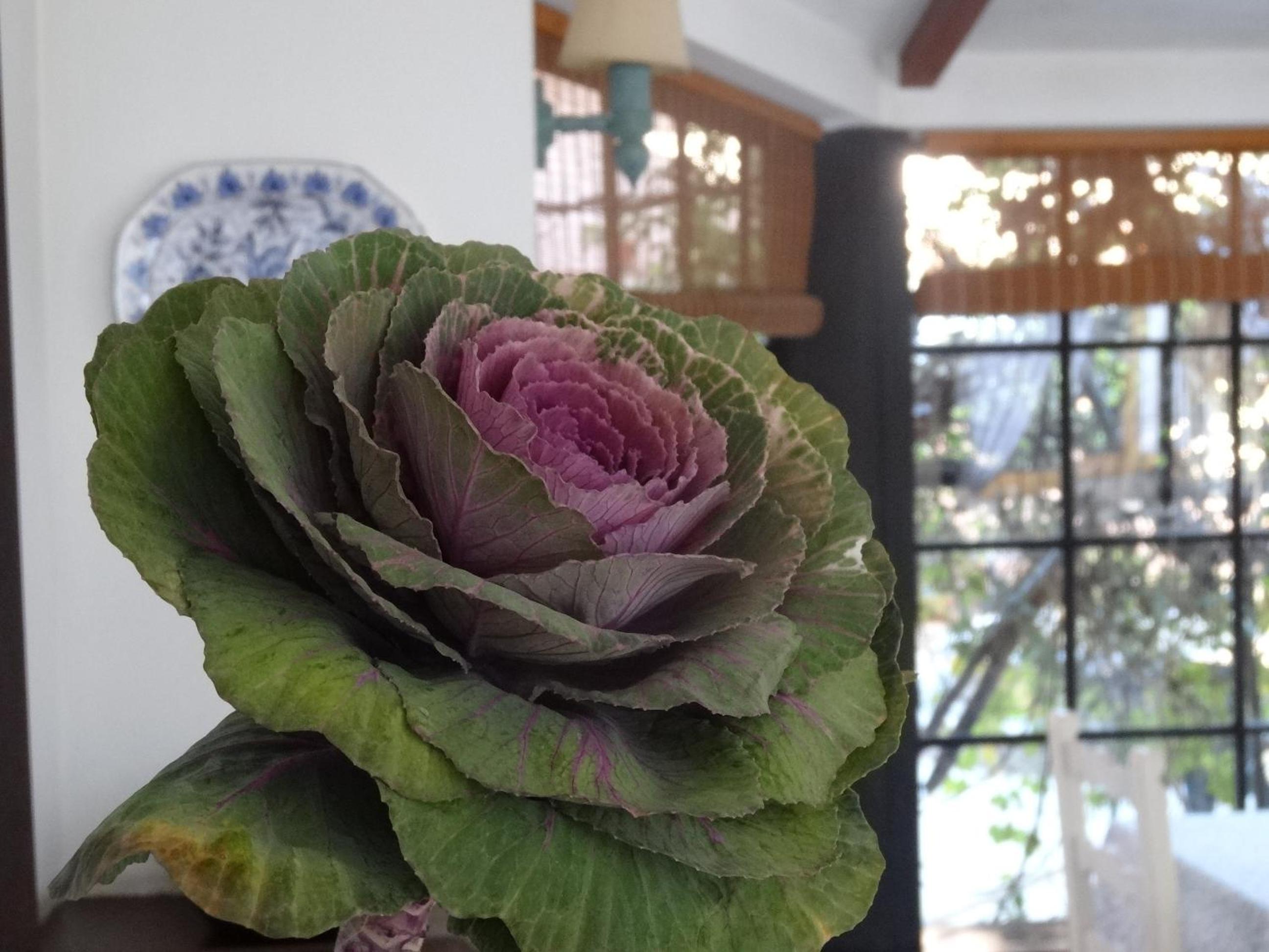 Posada de la Flor
