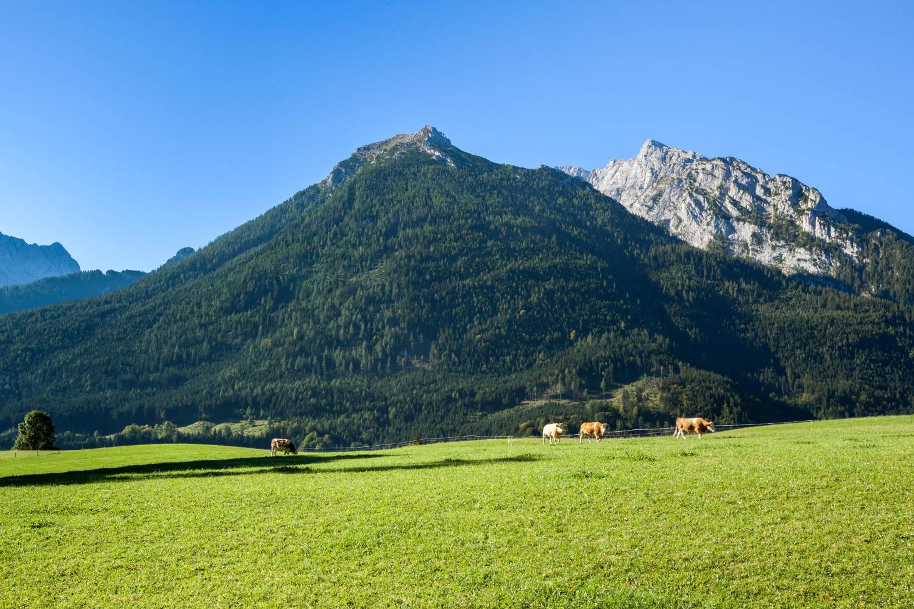 Bindenhäusl - Ramsau