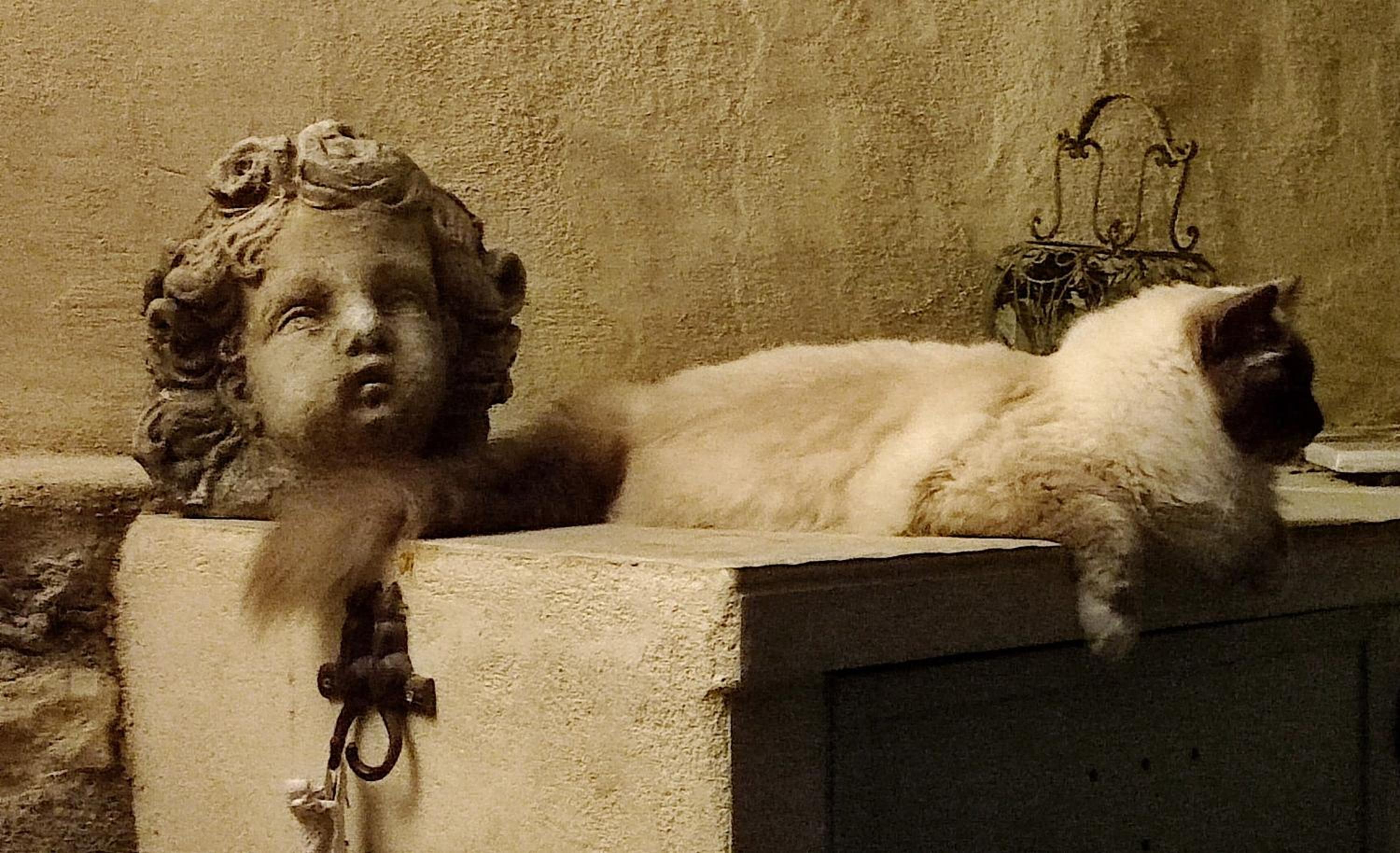 Le Chat Sur Le Toit