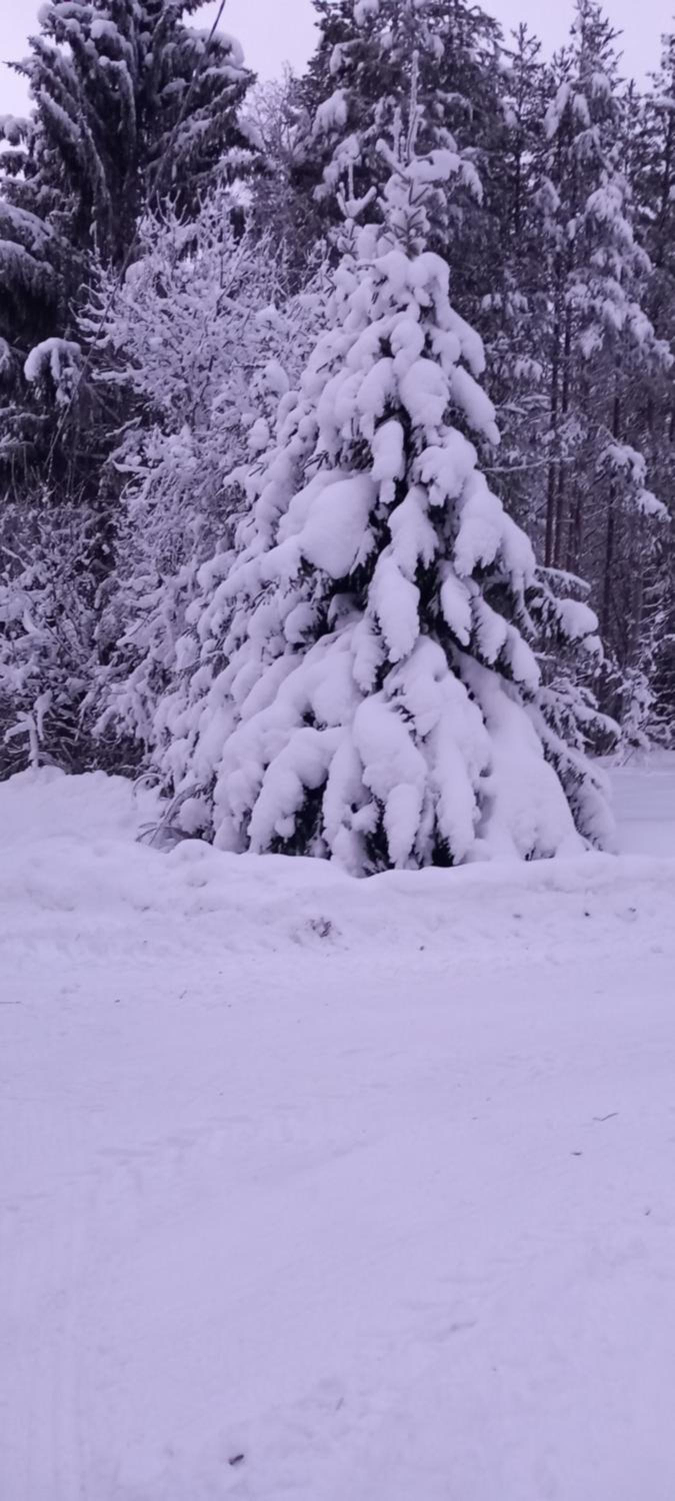 Magic lapland villa