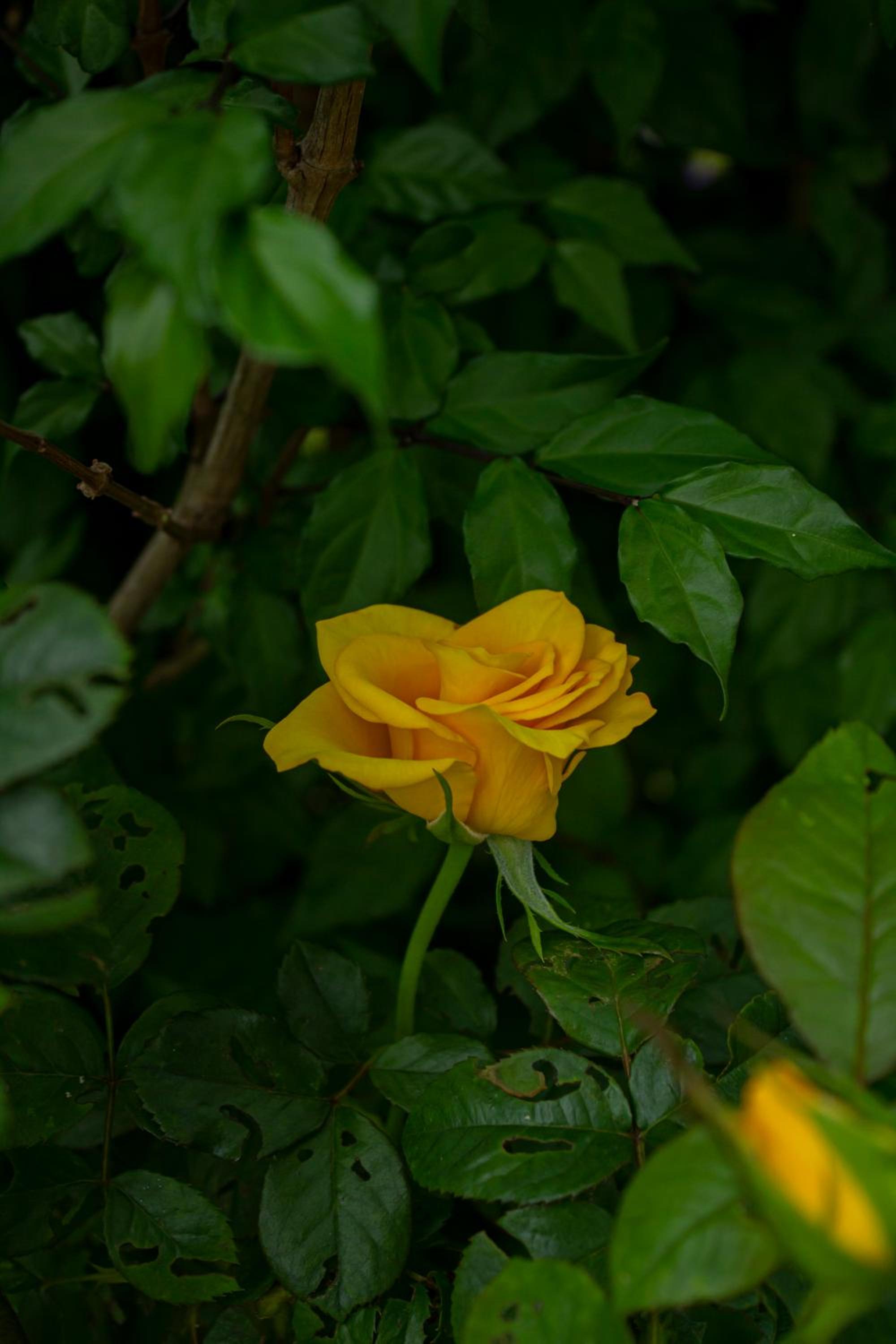 Photo 56
