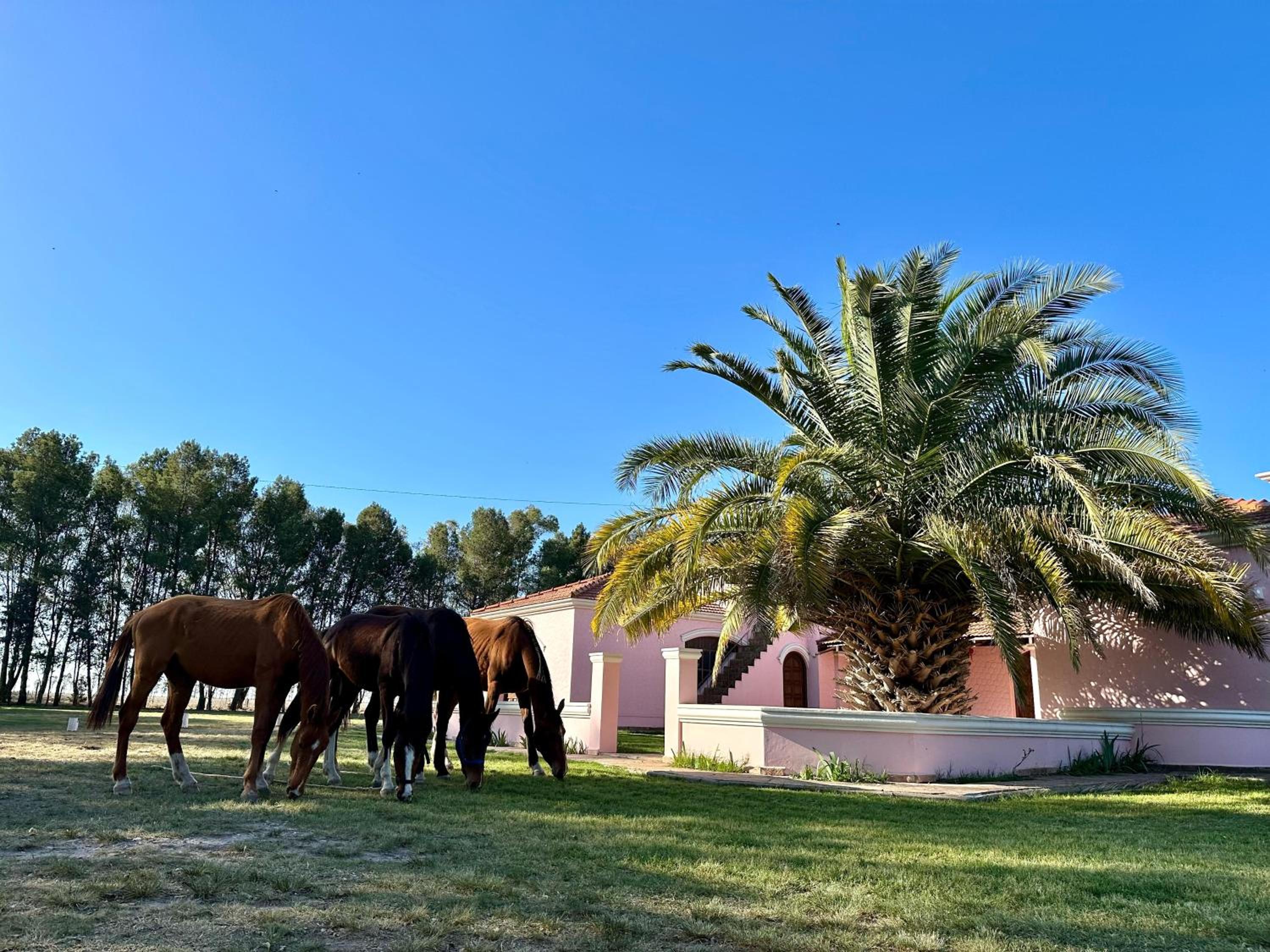 Casaquinta Haras El Tropicano