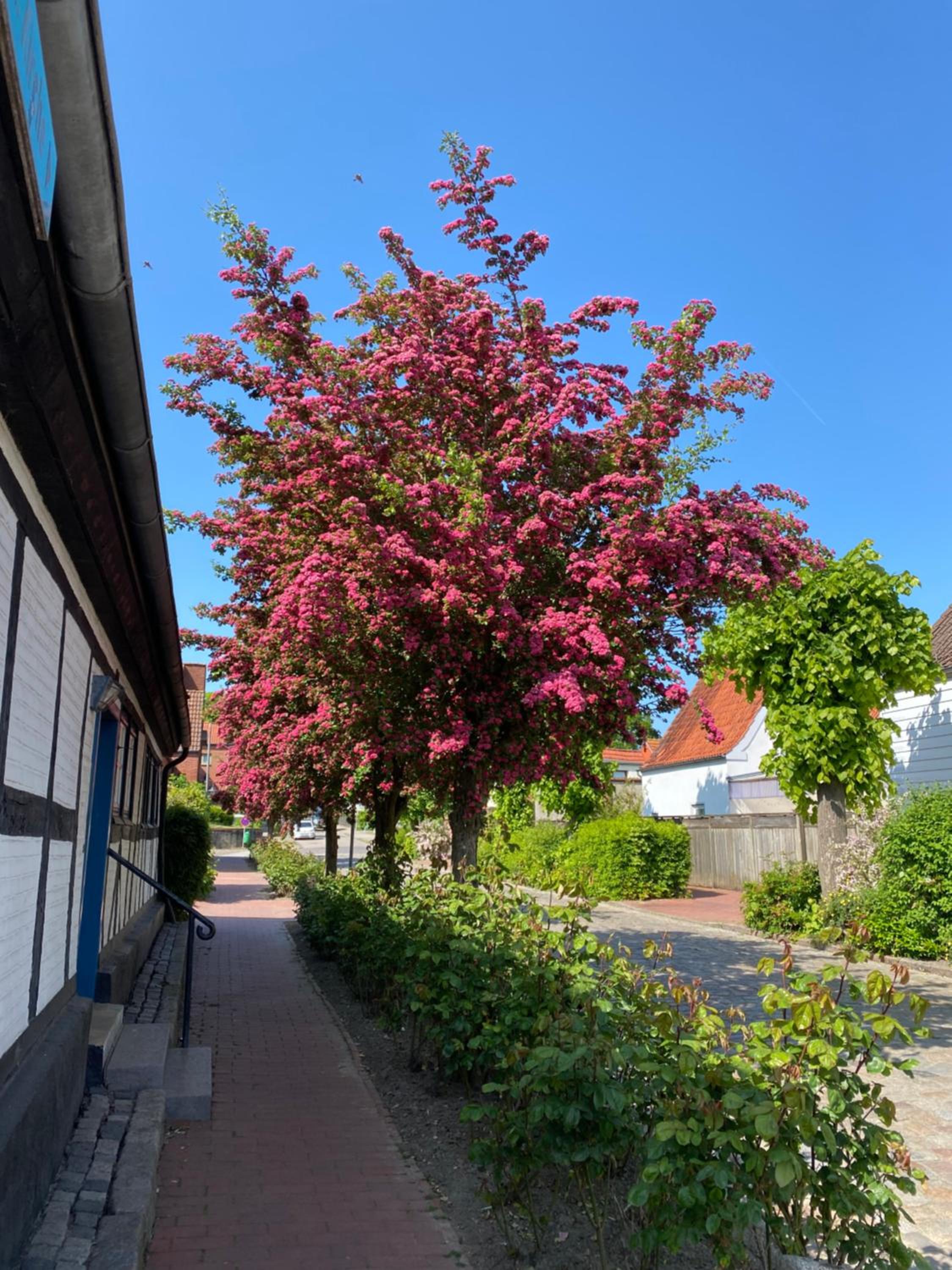 Ferienhaus Seemöwe