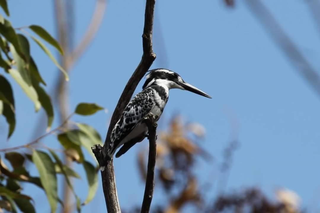 Fish Eagle Manor