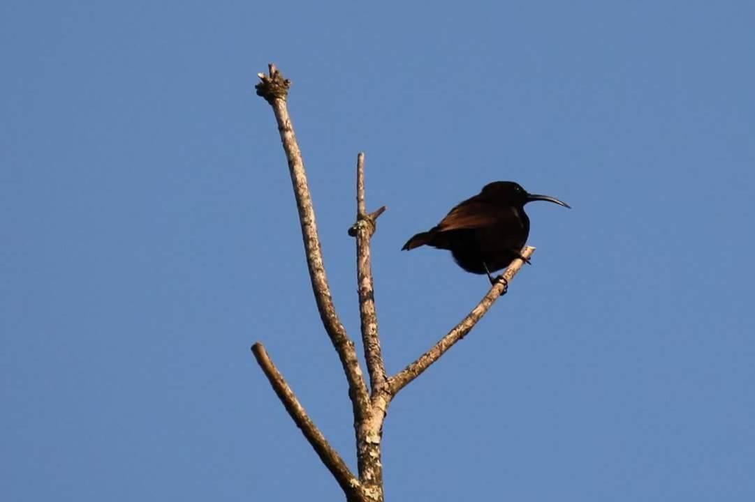 Fish Eagle Manor
