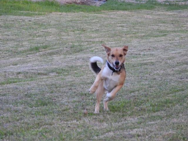 Linda Cabaña pet friendly a orilla rio y bosque, cerca Termas