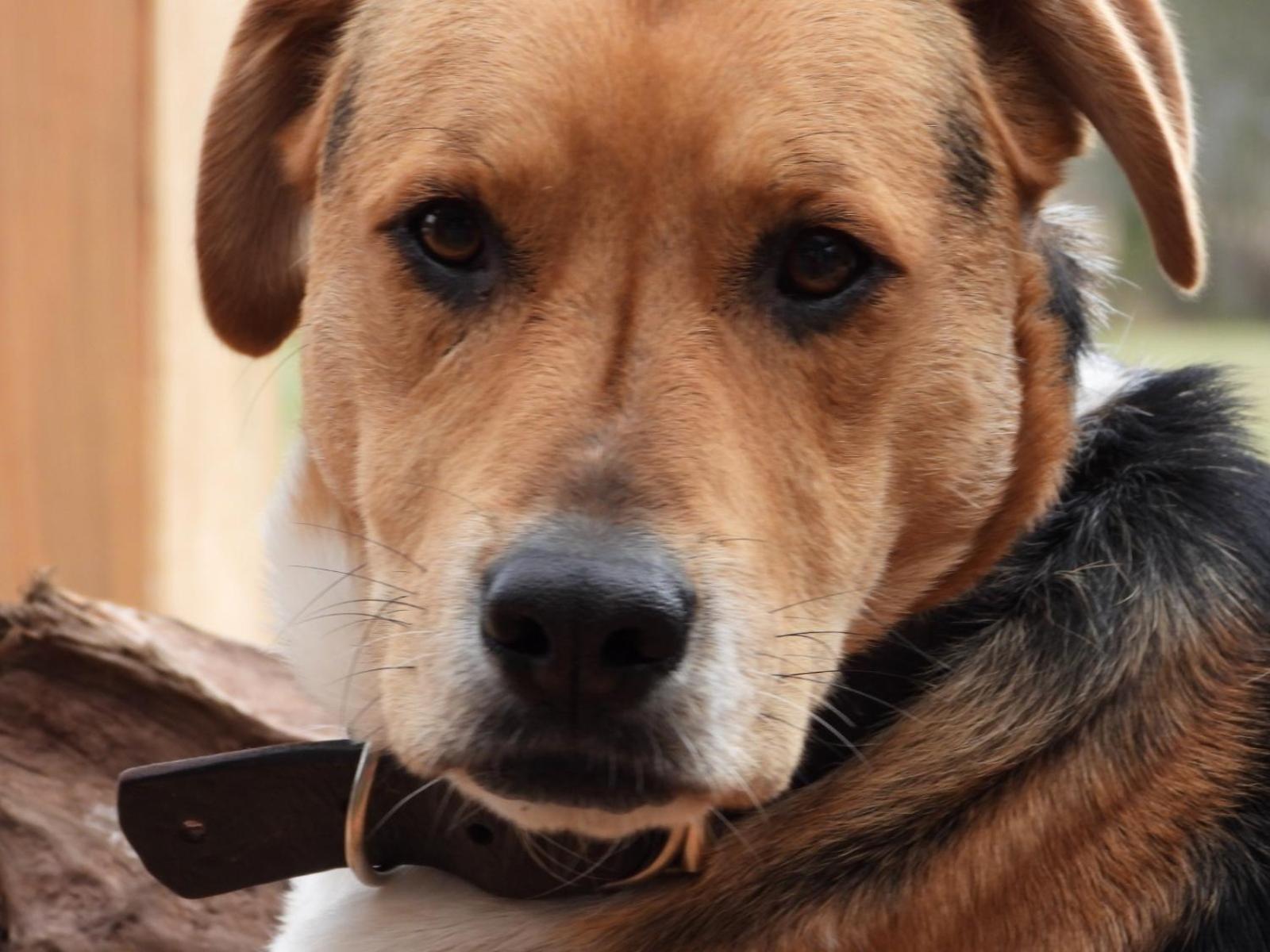 Linda Cabaña pet friendly a orilla rio y bosque, cerca Termas