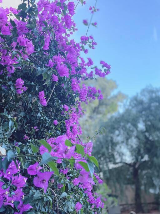 Villa Montgo