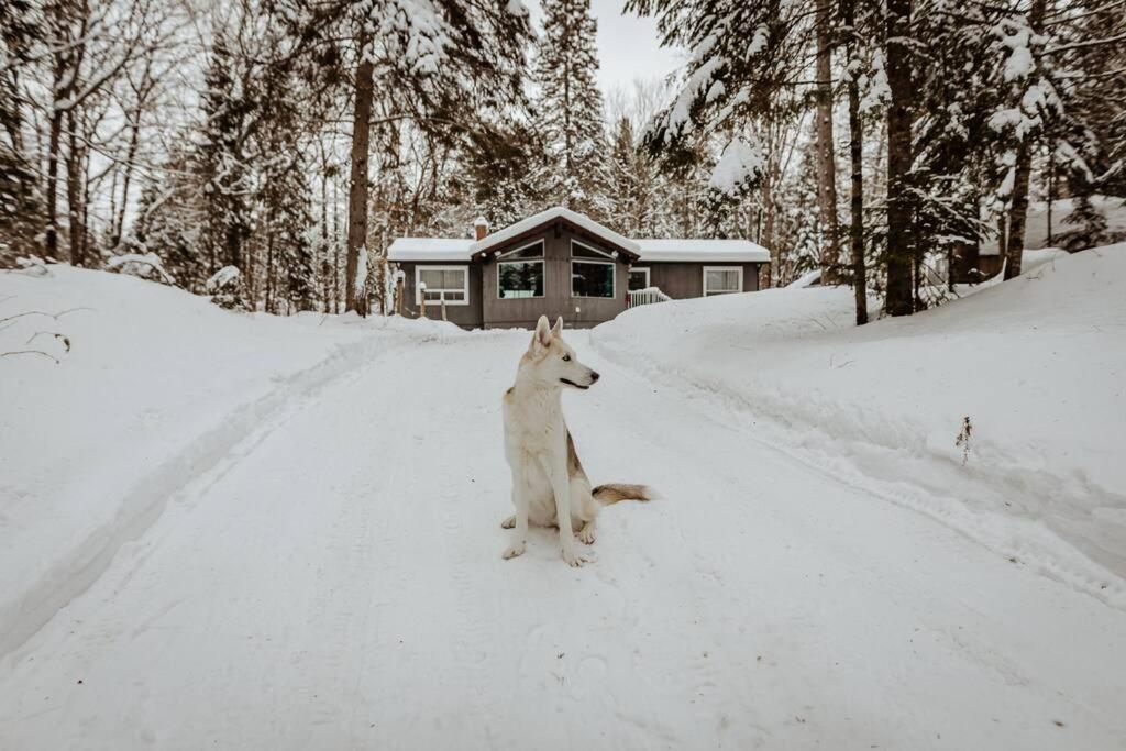 Dog friendly Muskoka. Fun from forest to river.