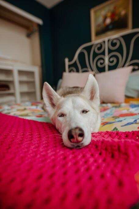 Huntsville Vacations - Dog friendly Muskoka. Fun from forest to river. - Property Image 4