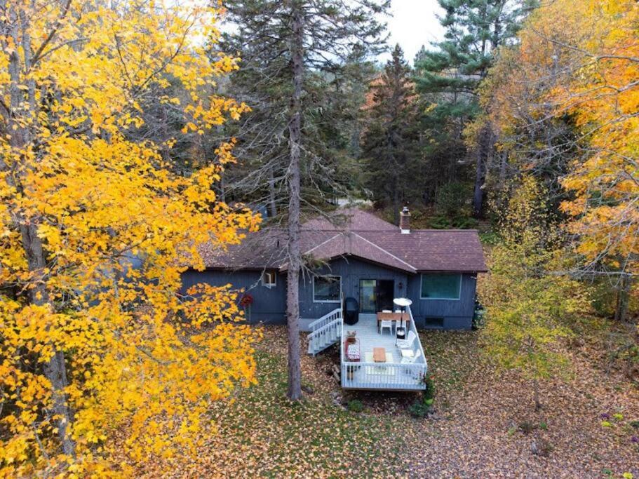 Dog friendly Muskoka. Fun from forest to river.