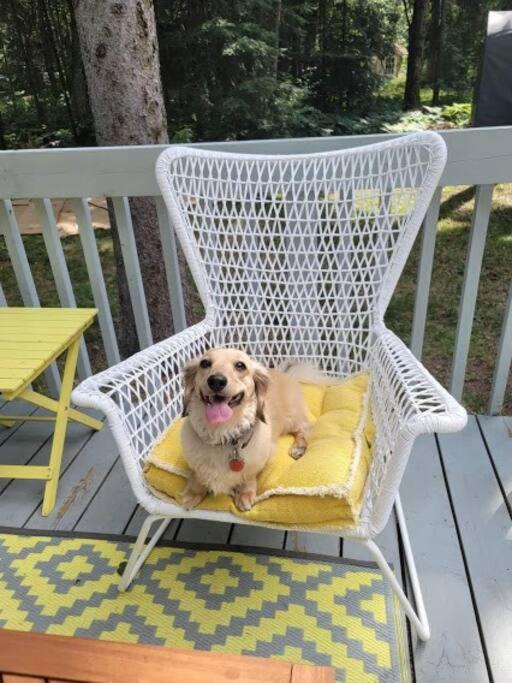 Dog friendly Muskoka. Fun from forest to river.