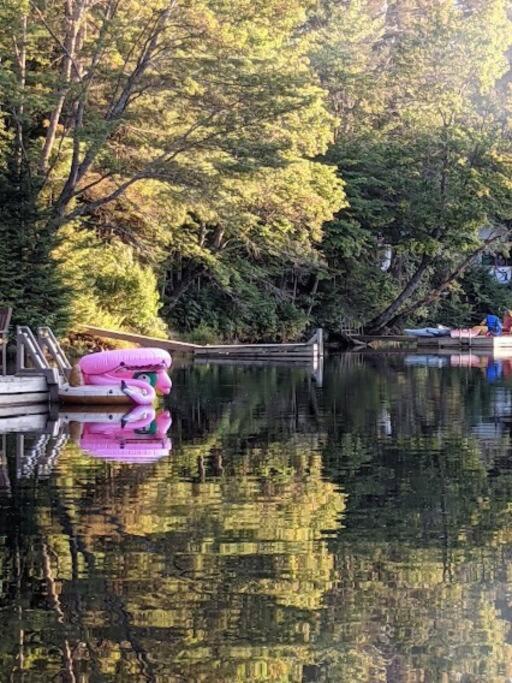 Dog friendly Muskoka. Fun from forest to river.