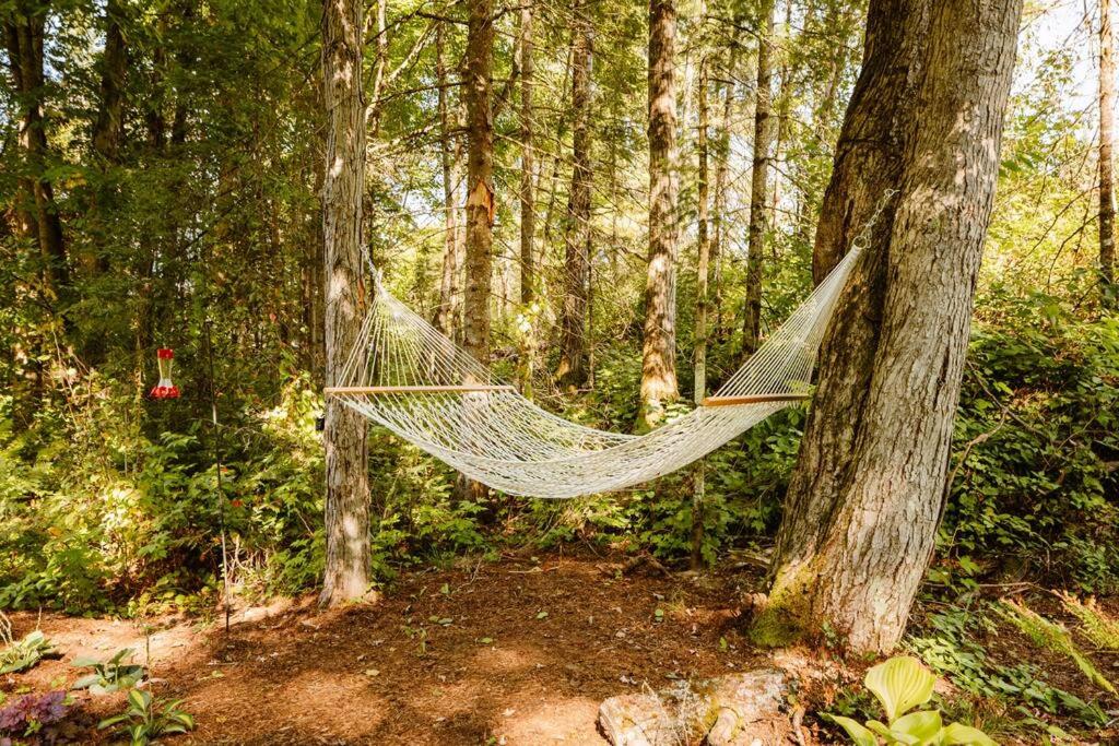 Dog friendly Muskoka. Fun from forest to river.