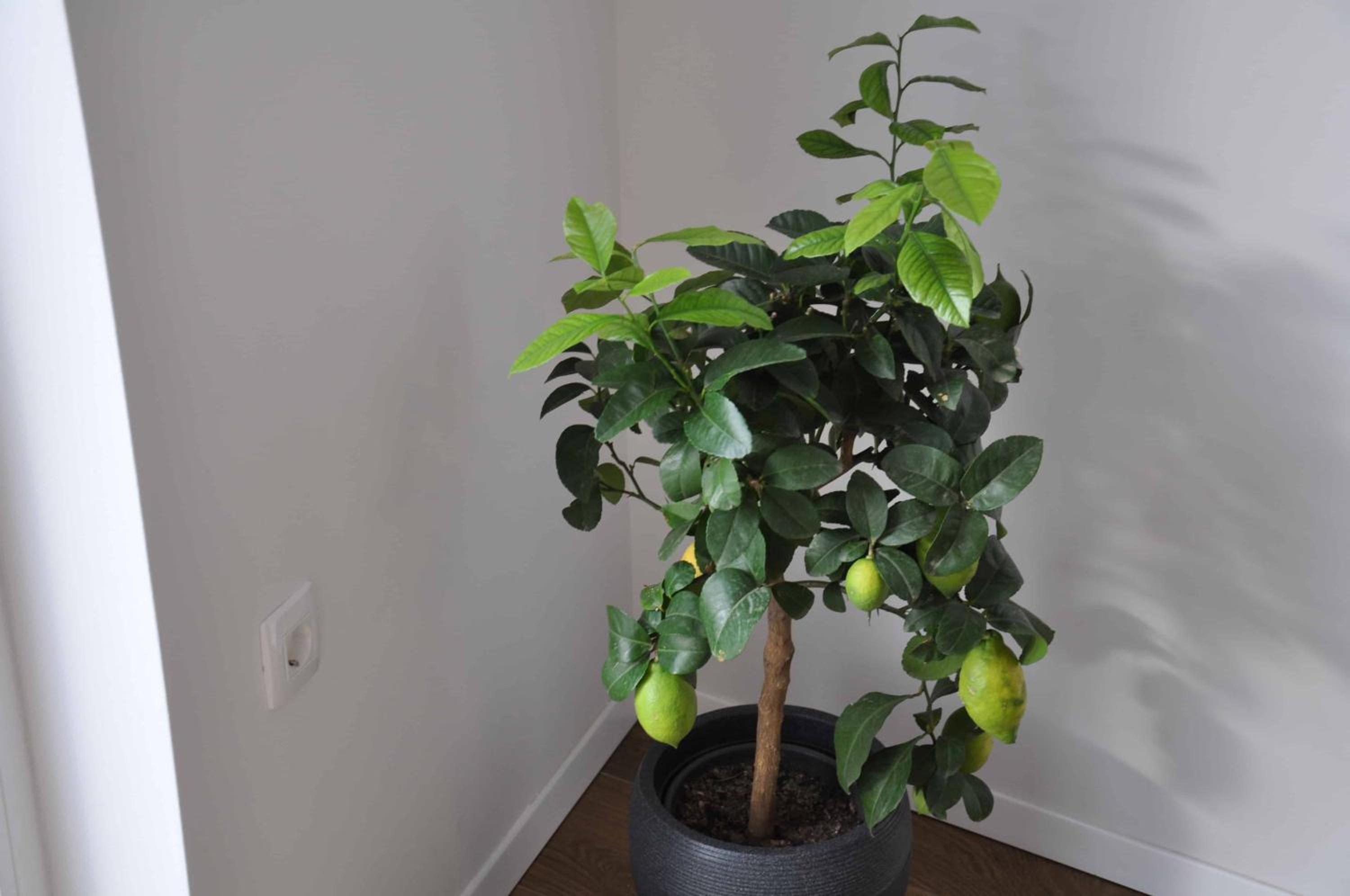 Photo 47