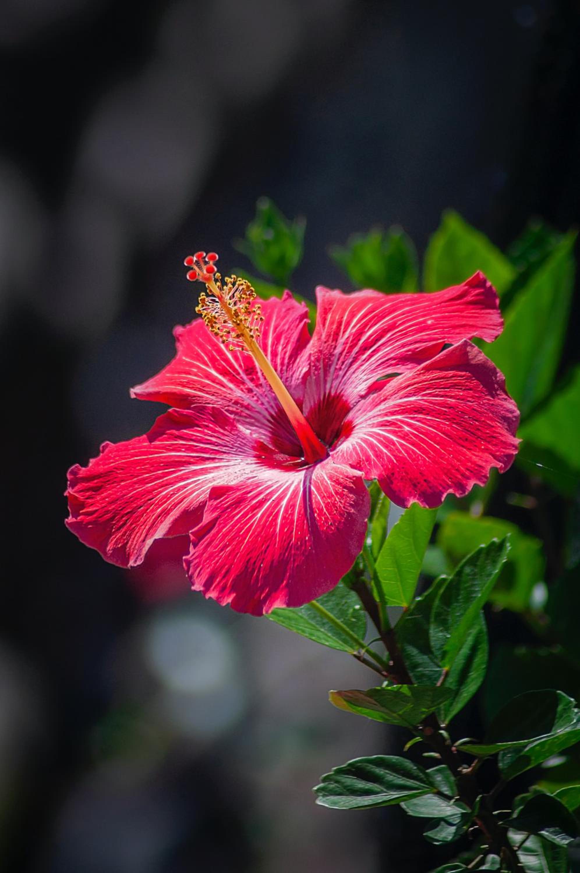 casahibiscus