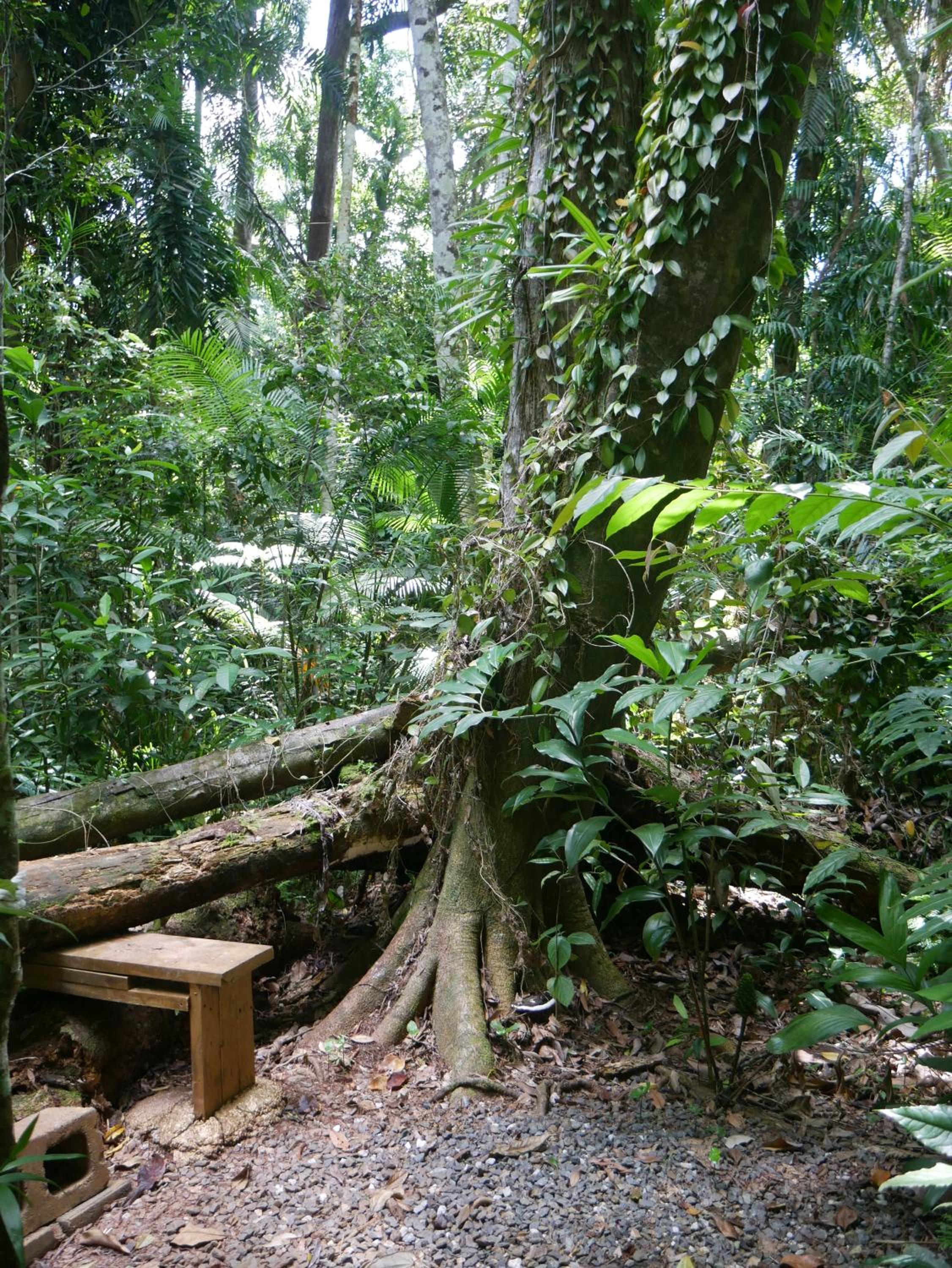 Fairy Falls - romantic Daintree Rainforest retreat with enchanting waterfall
