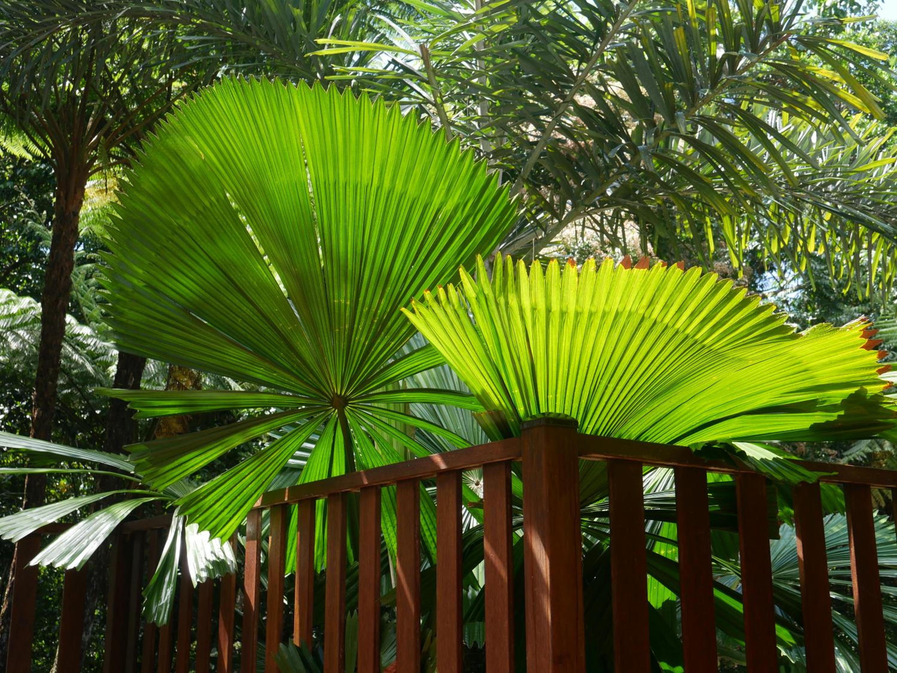 Fairy Falls - romantic Daintree Rainforest retreat with enchanting waterfall