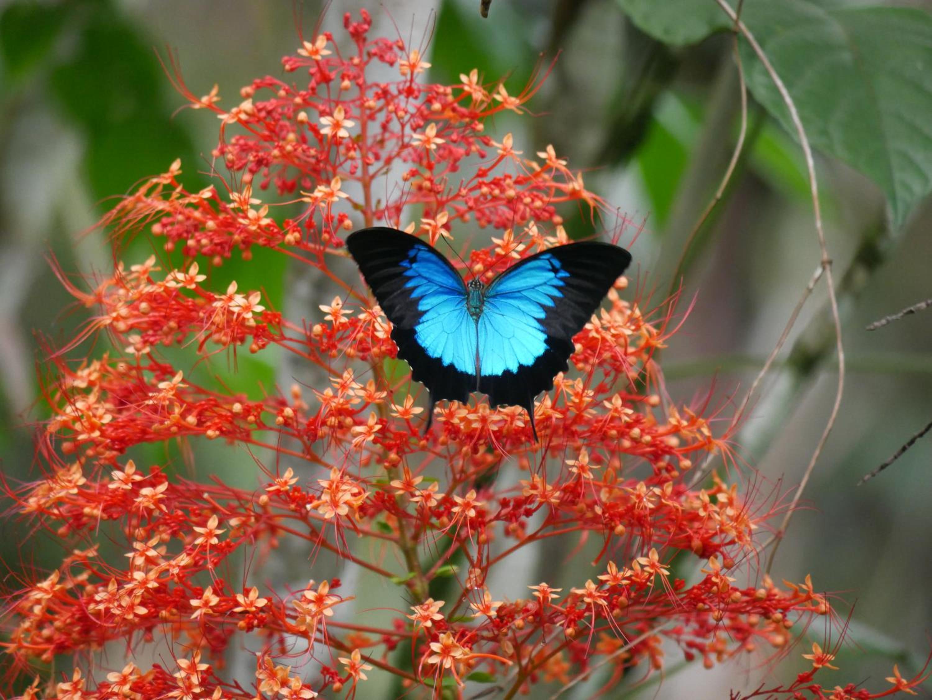 Fairy Falls - romantic Daintree Rainforest retreat with enchanting waterfall