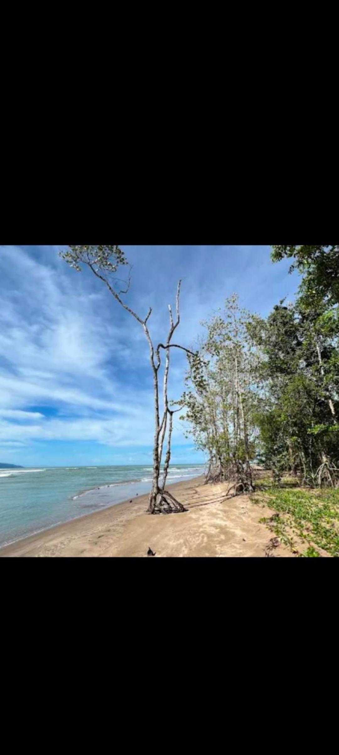 The Mangrove photo 6