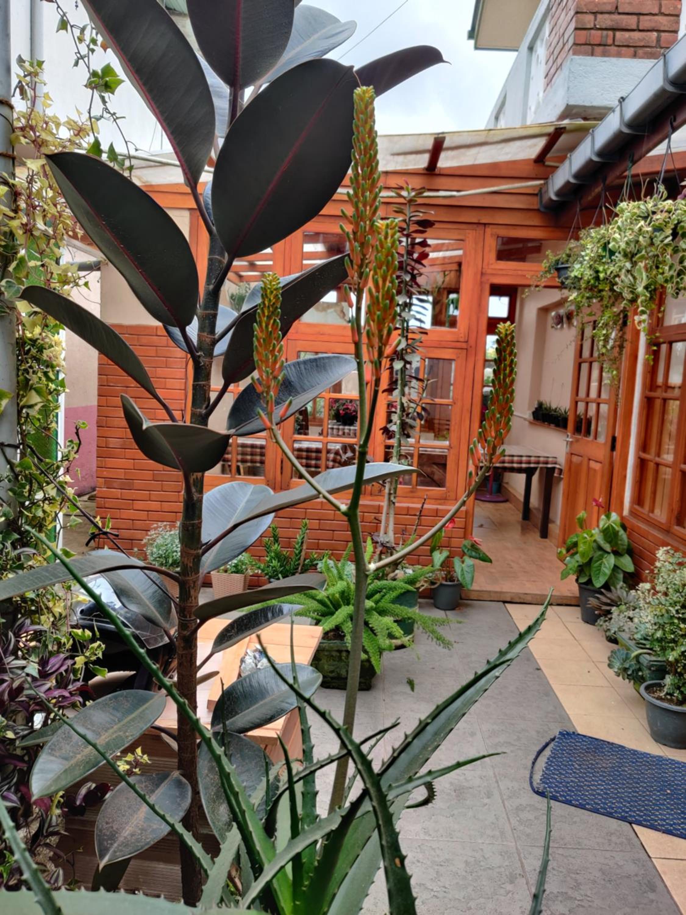 Carnation Rest
