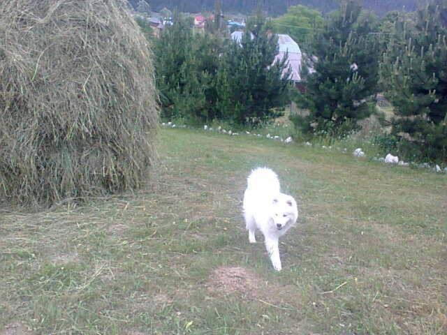 Photo 40