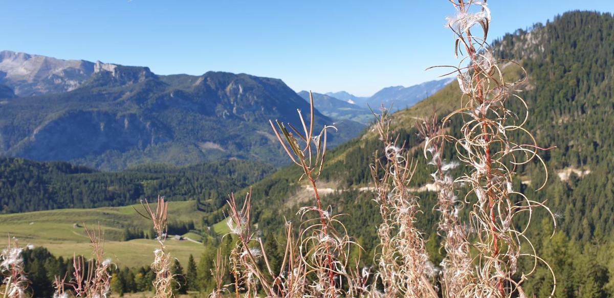 Ferienhaus Mountain View