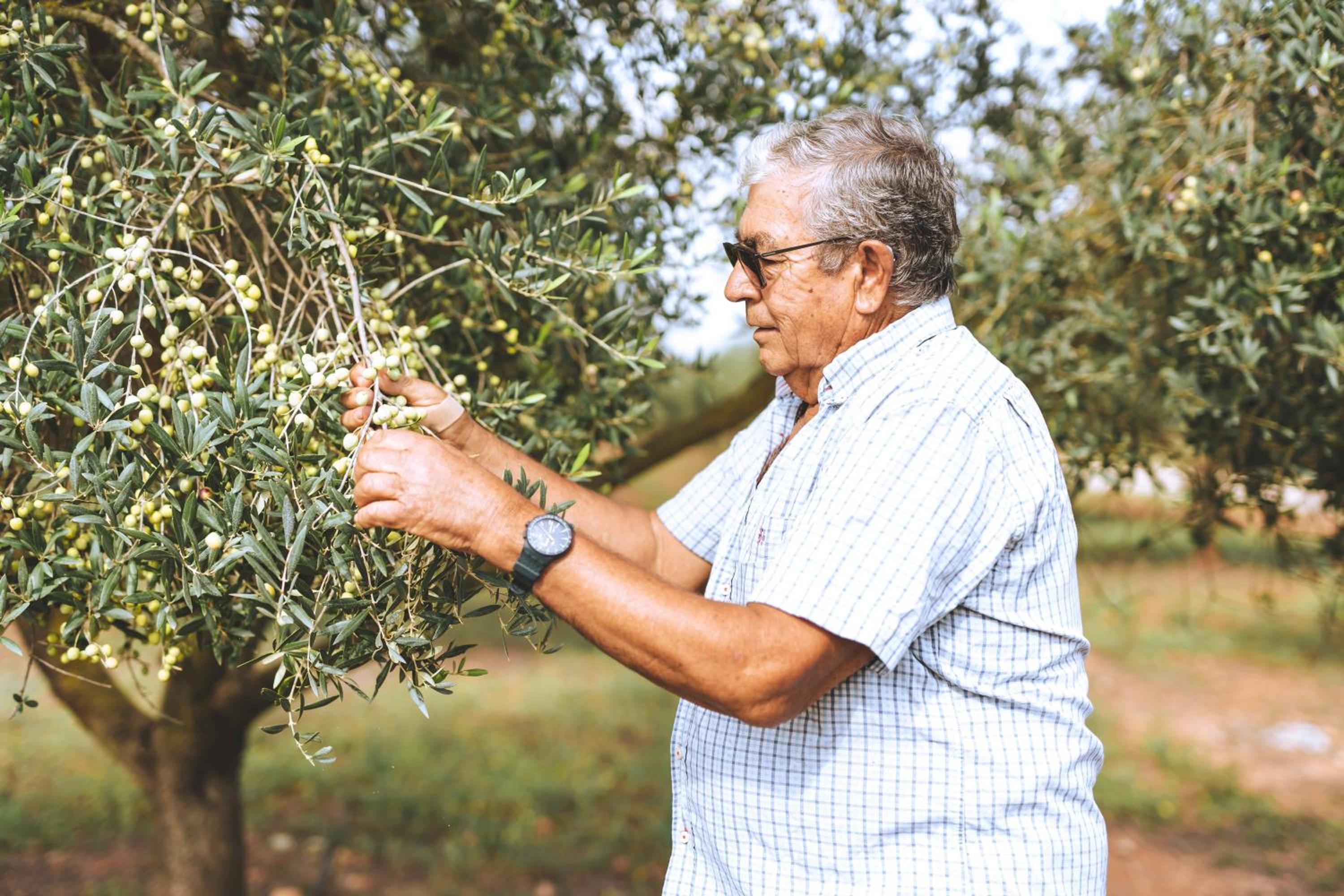 Agroturismo Son Barceló Mas