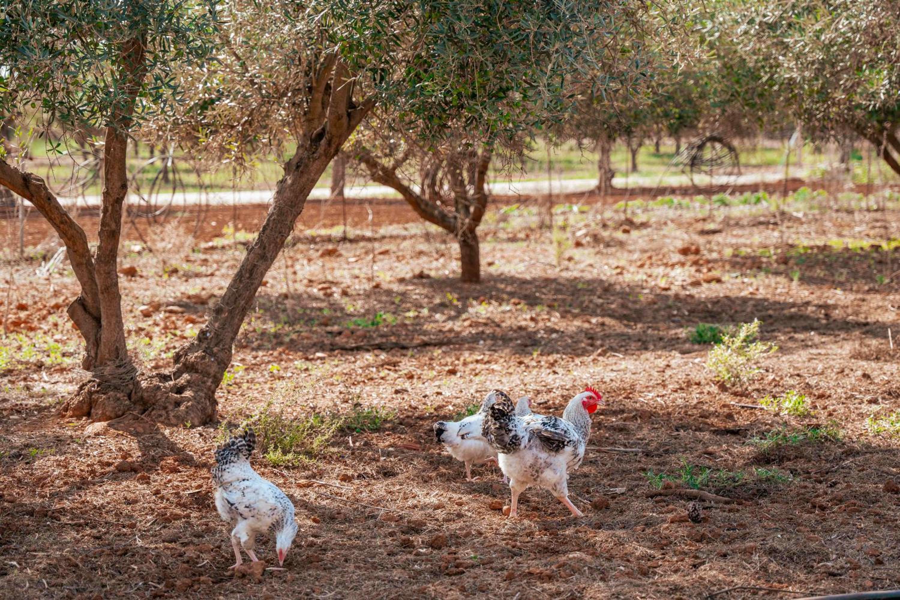 Agroturismo Son Barceló Mas