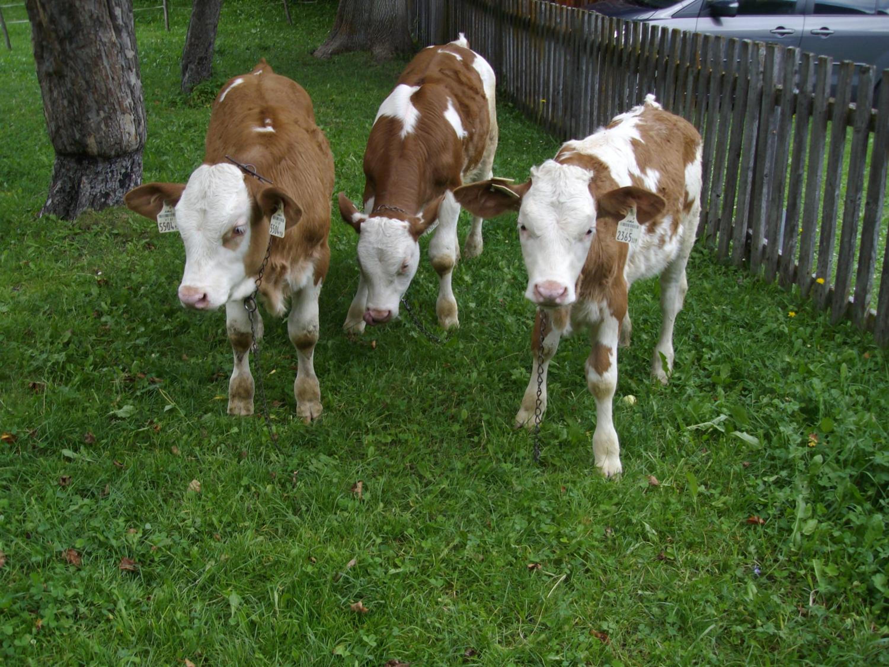 Weifer Biobauernhof