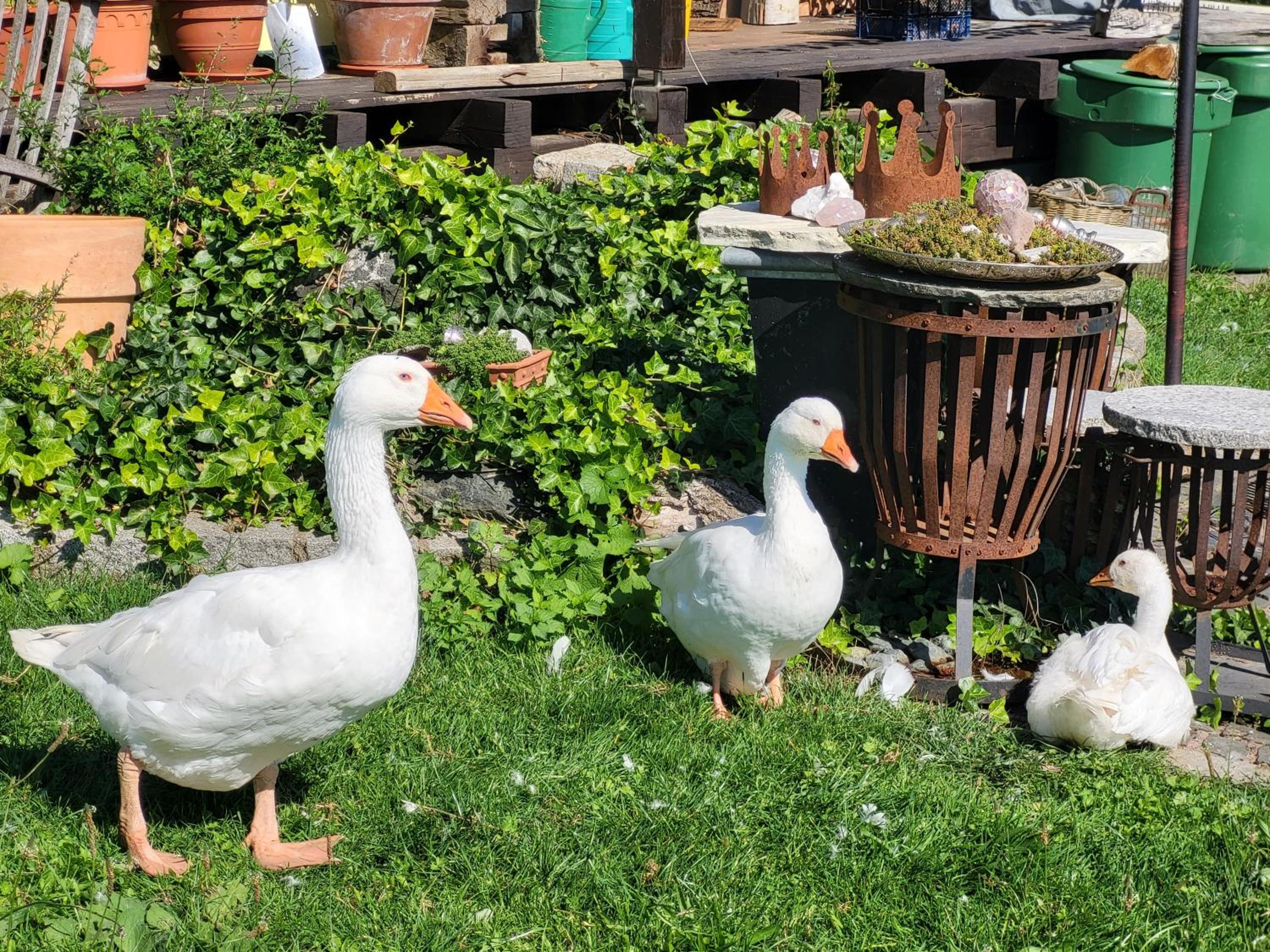 Kleine einzigartige Ferienwohnung auf dem Bauernhof, direkt in der Natur mit Blick auf Schloss Braunfels