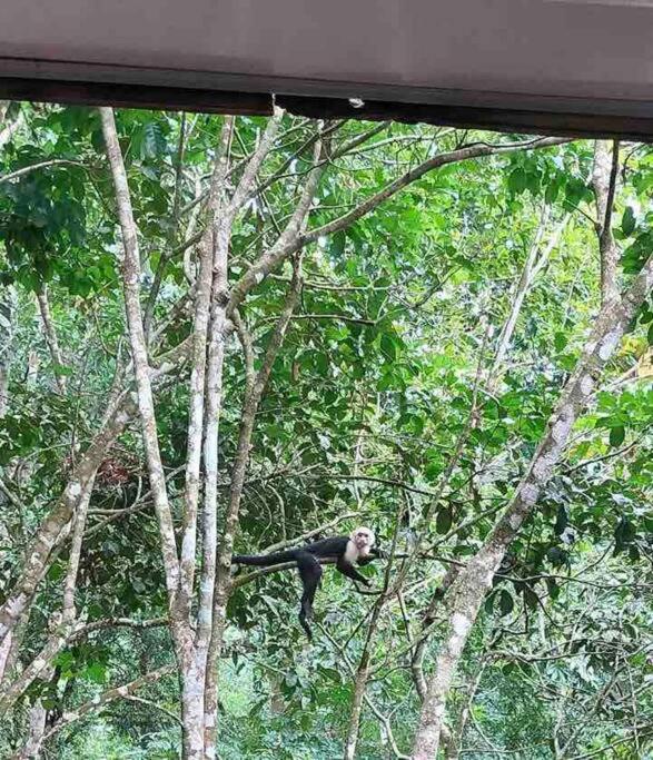 Hidden Treasure Cabin - Uvita Costa Rica