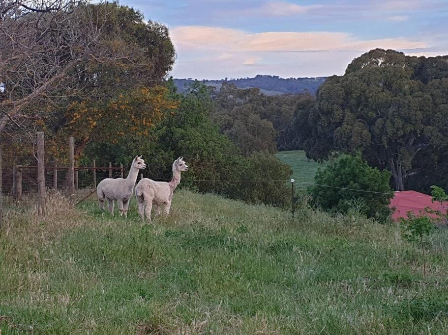 Blackbird Cottage - Stunning views & farm animals