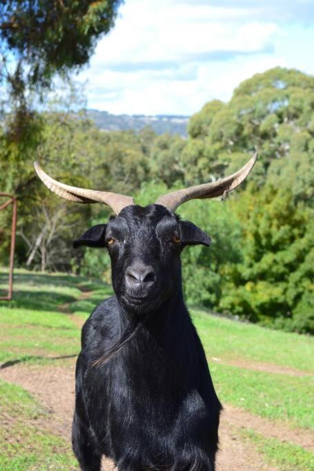 Blackbird Cottage - Stunning views & farm animals