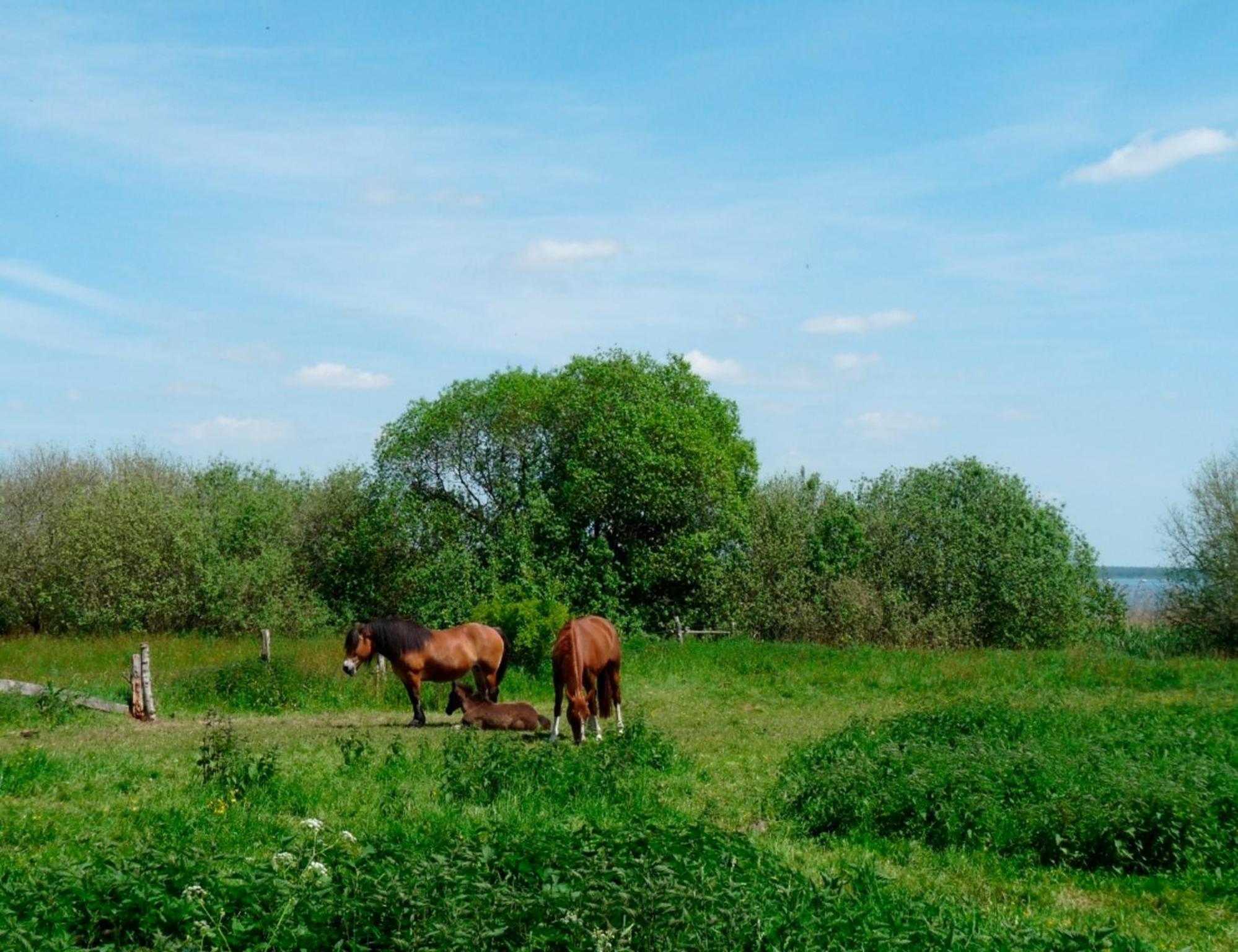 Ferienbungalow Fleesensee - a55910