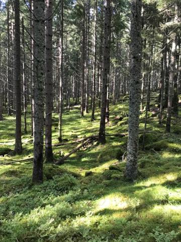 Hus Marie - schwedischer Waldhof in idyllischer Alleinlage mit Kamin