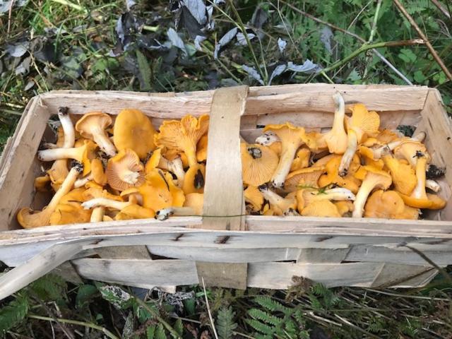 Hus Marie - schwedischer Waldhof in idyllischer Alleinlage mit Kamin