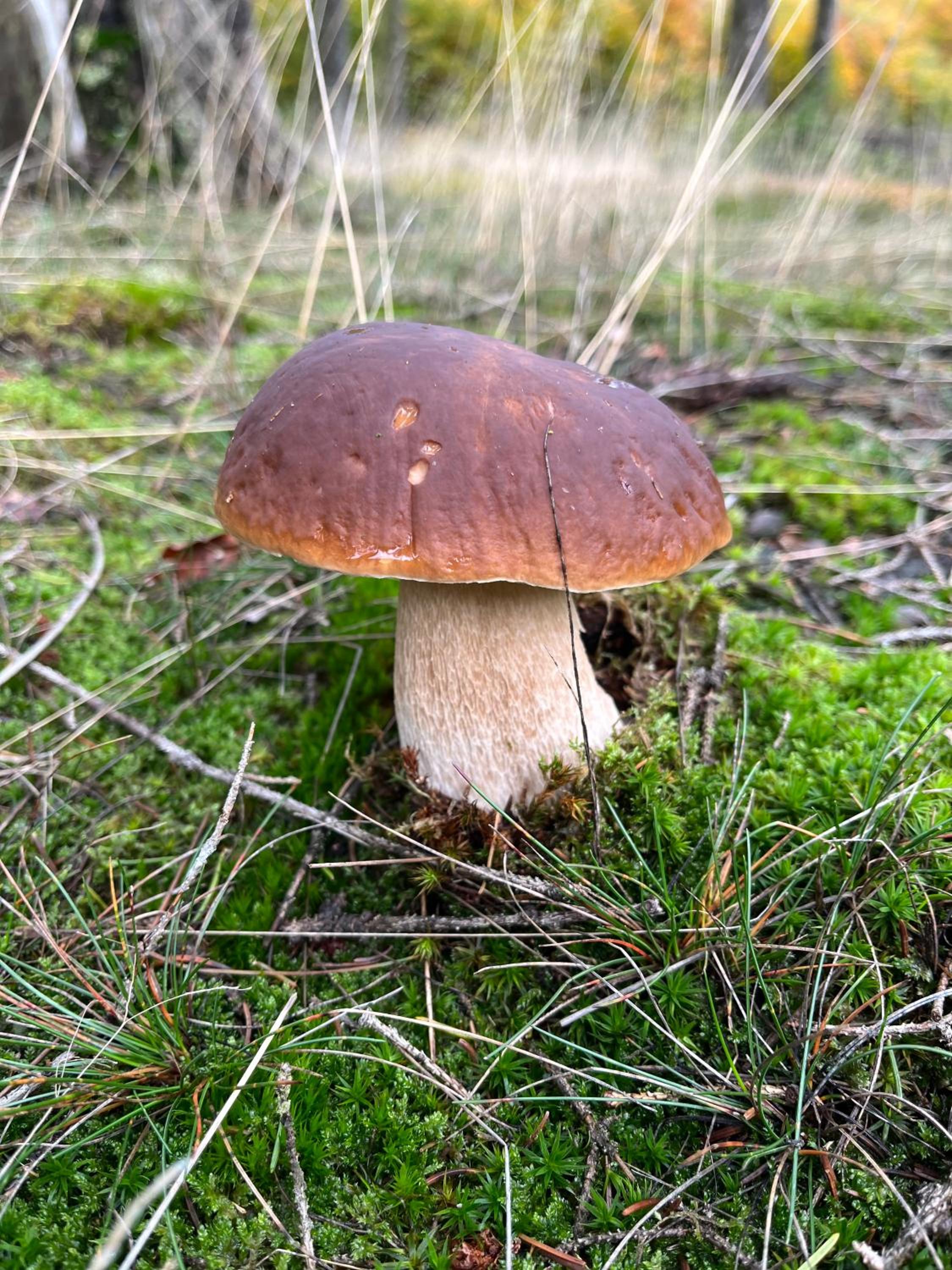 Gemütliches Eifeler Gästehäuschen