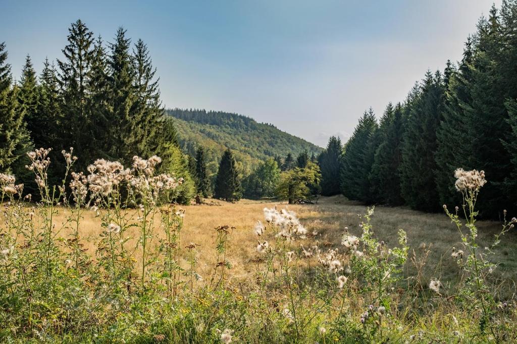 Waldpark Krätzersrasen
