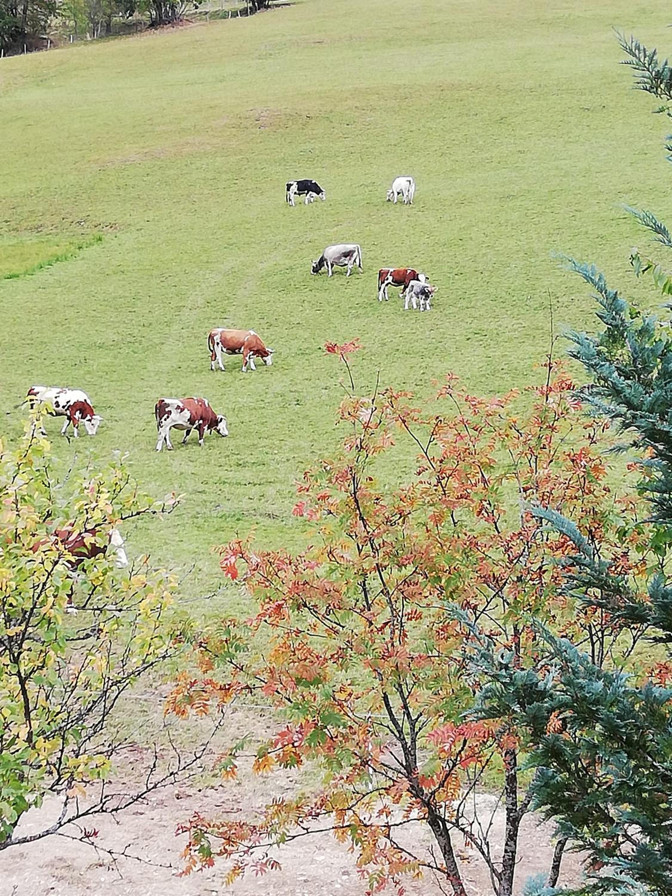Bauernhof Bachgut
