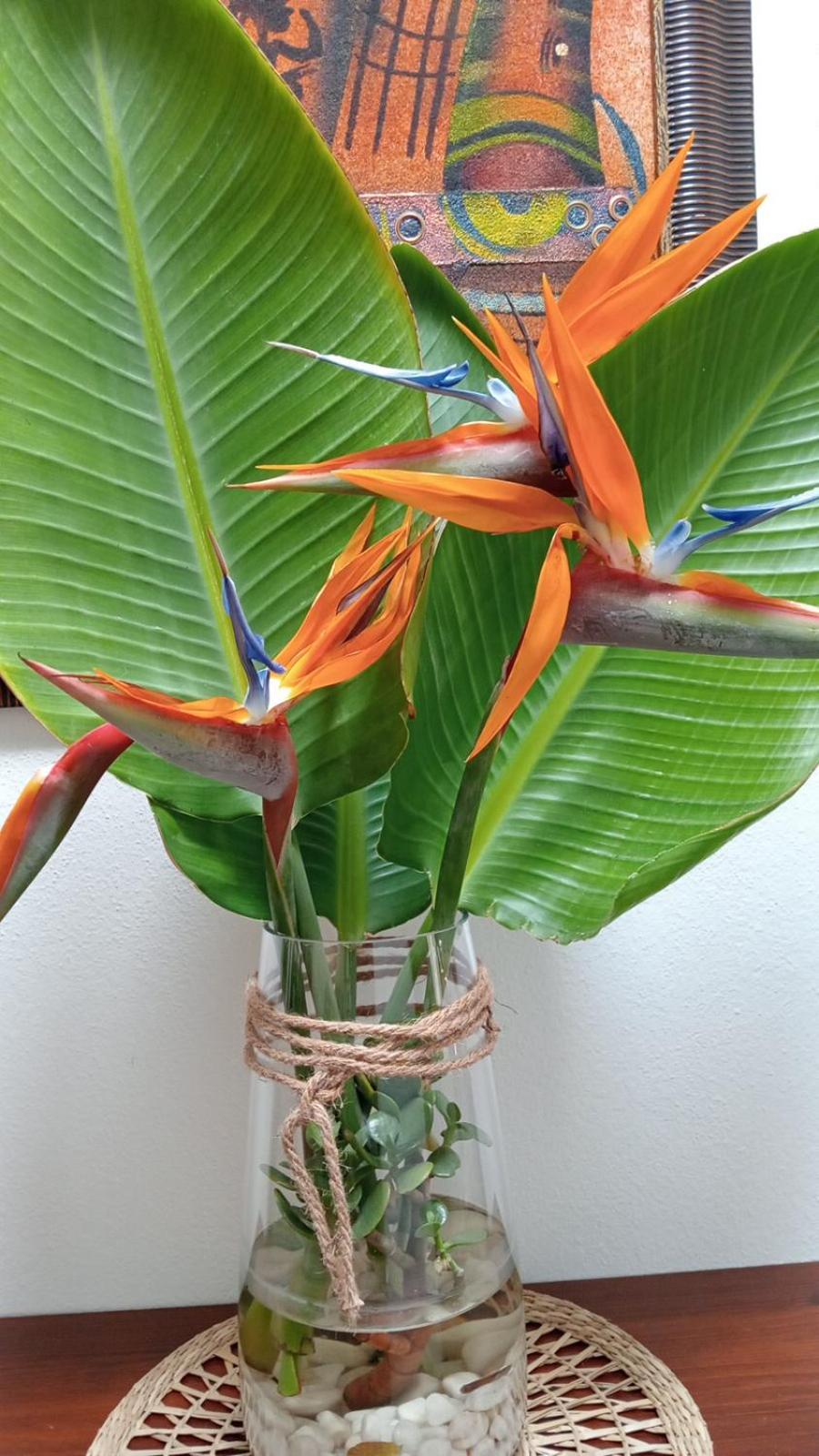 Casa Strelitzia