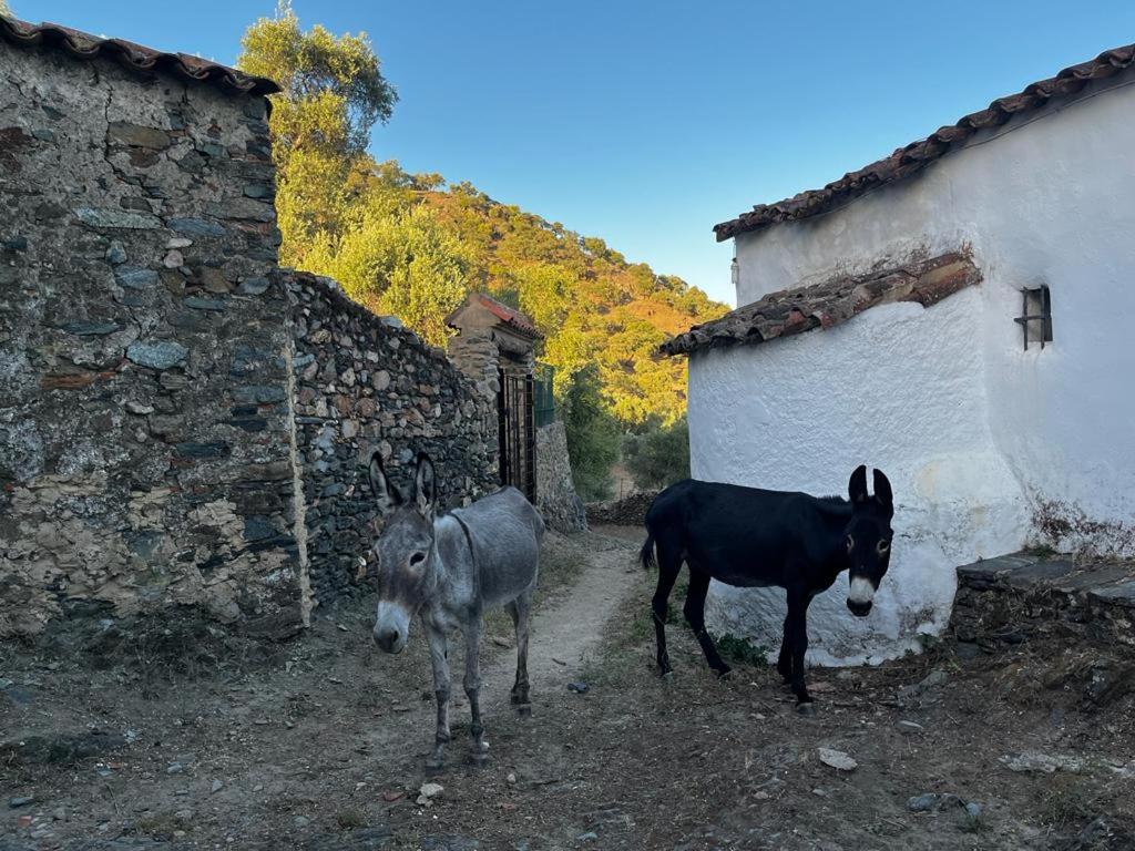 Casa Tía Isidra