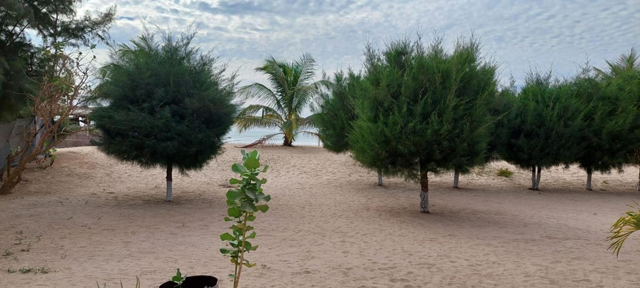 MANGROVE BEACH