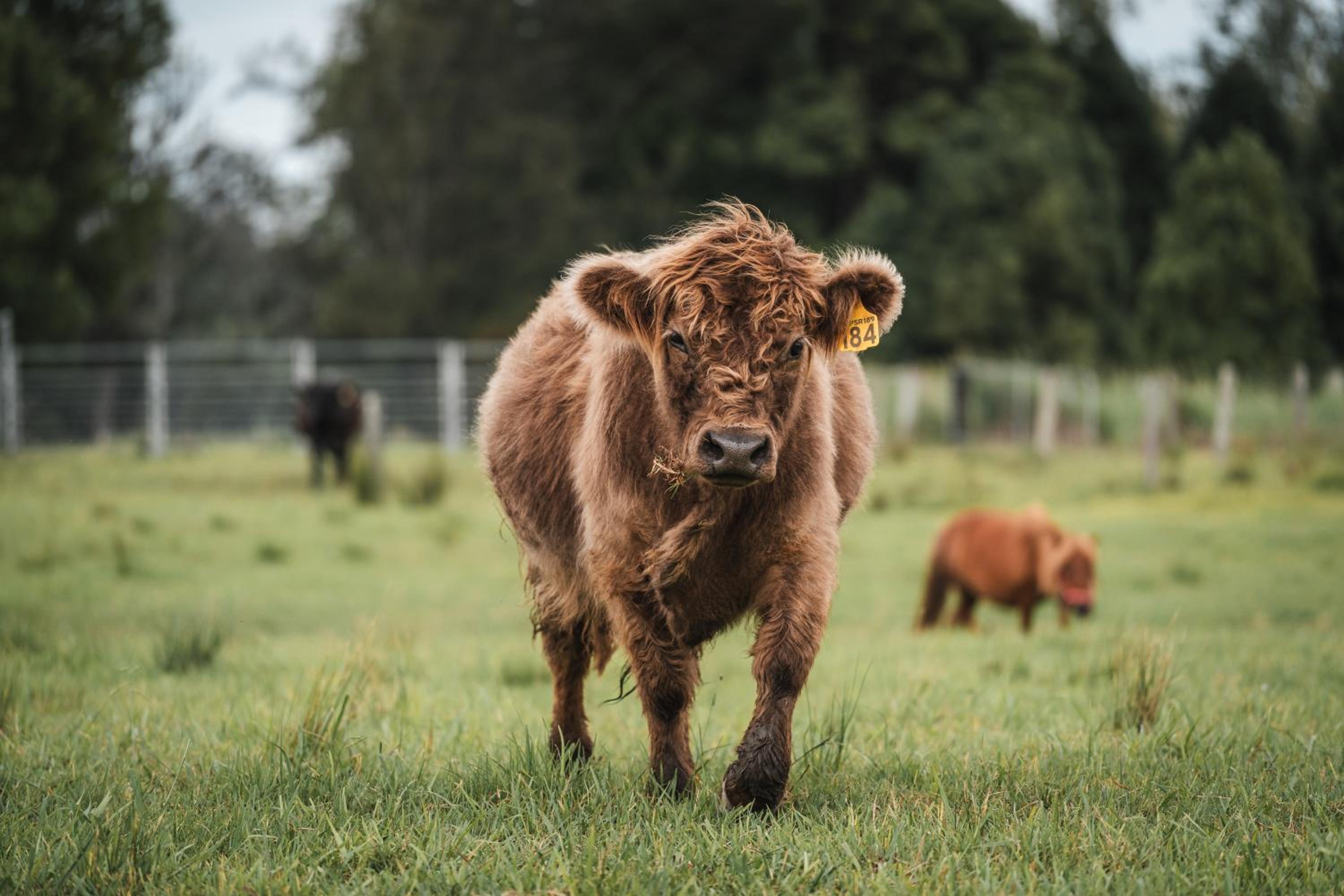 Eden Brae Farm