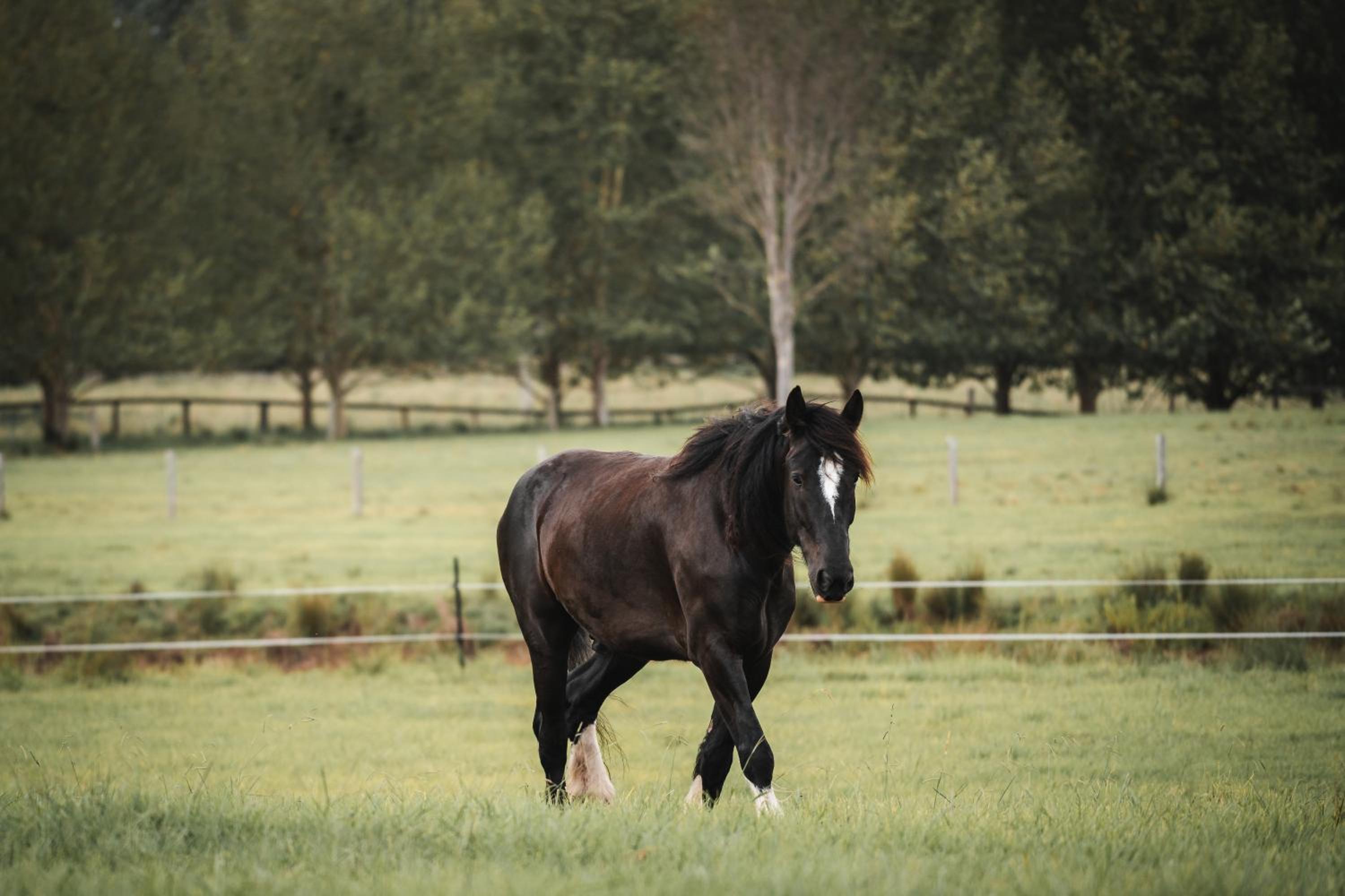 Eden Brae Farm