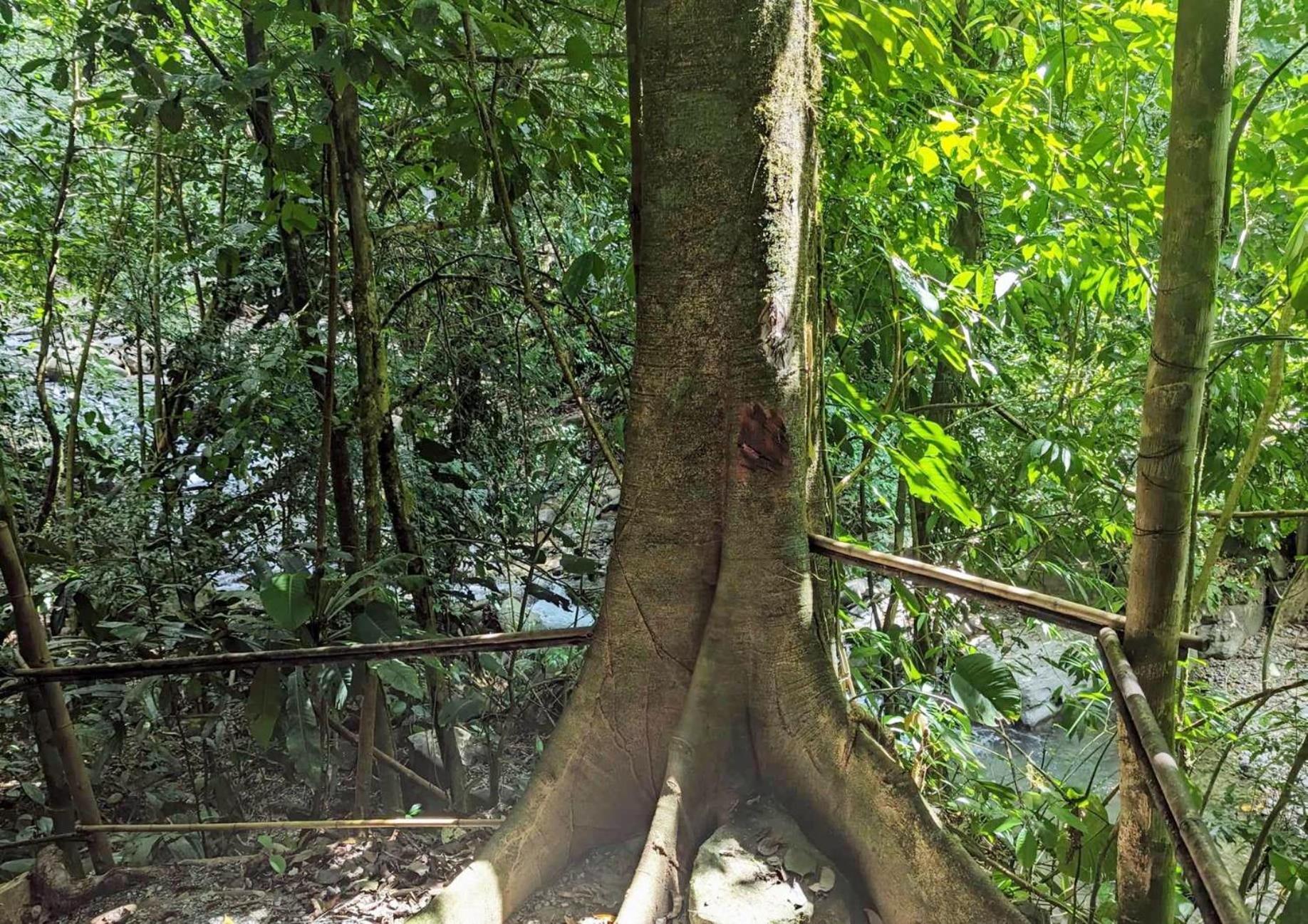 Yogachal Vista Mar Bamboo House in the Jungle