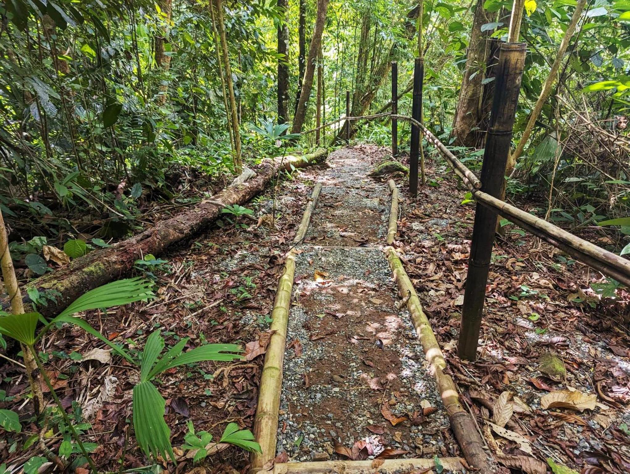 Yogachal Vista Mar Bamboo House in the Jungle
