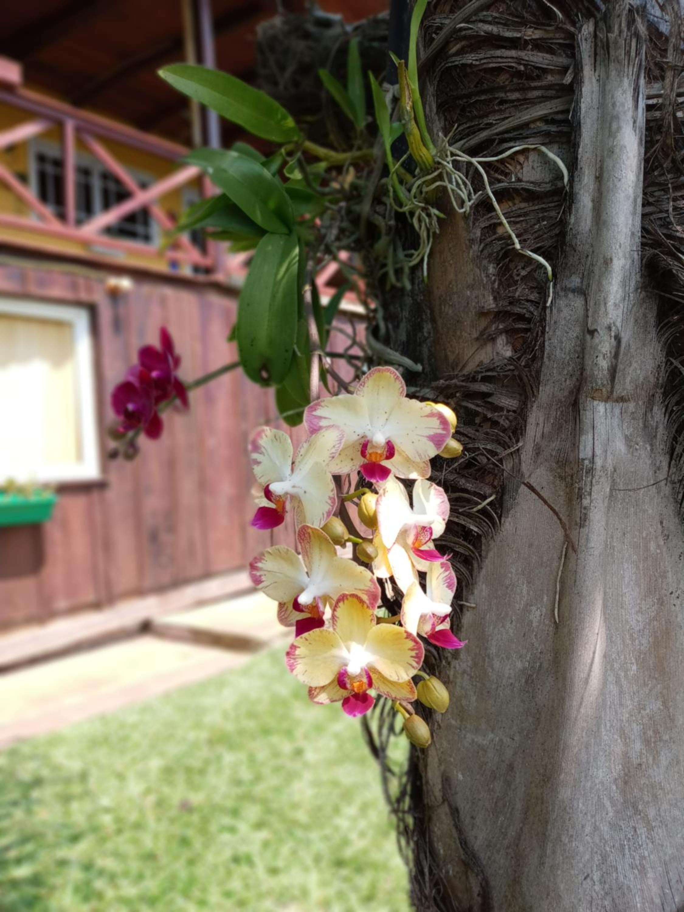 Cabaña Las Palmeras